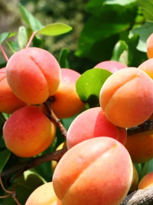 Плоды Краснощёкого абрикоса