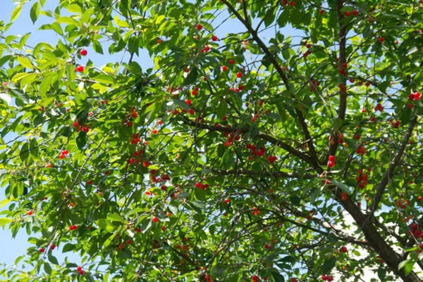 Дерево вишни с красными ягодами