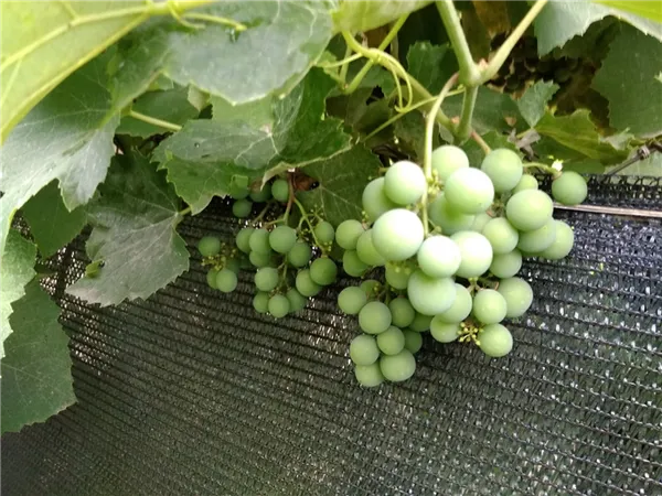 завязи винограда набирают размер