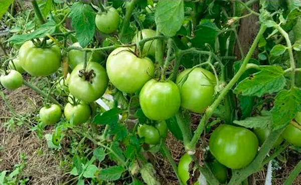 Какие сорта томатов лучше сажать на урале 2