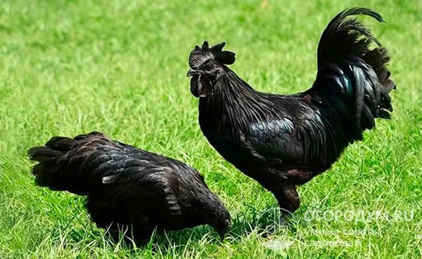 Китайские чернокожие куры породы Ухэйилюй в хозяйстве Николая Чучкина