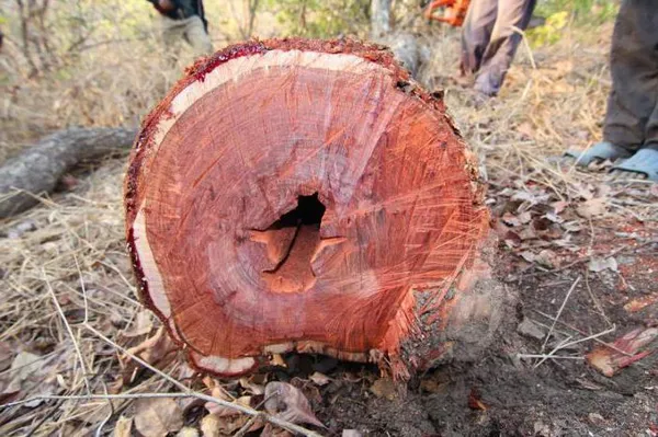 древесина твердых пород деревьев