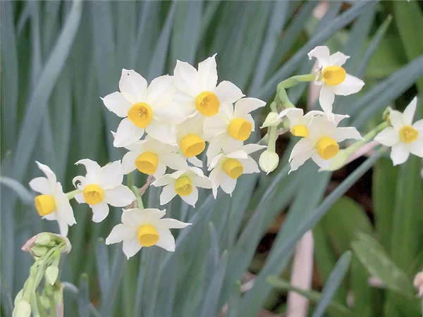 small - crowned narcissus