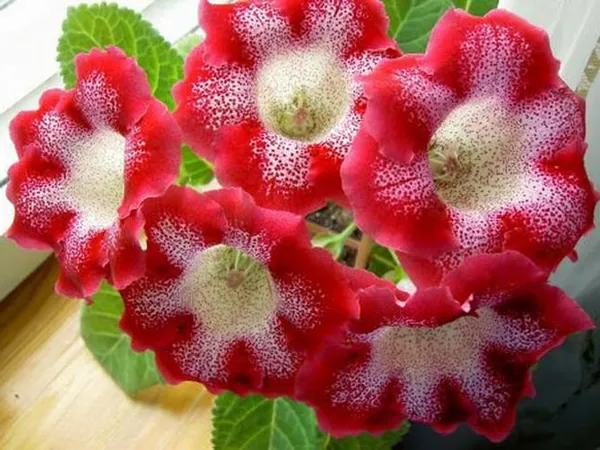 Как выглядит цветок глоксиния 7