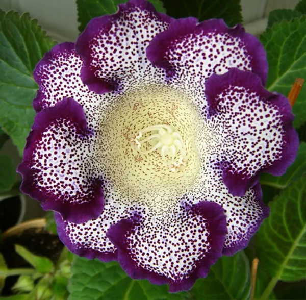 Как выглядит цветок глоксиния 6