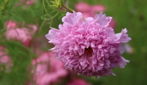 Космея махровая: выращивание из семян, когда сажать, фото цветов