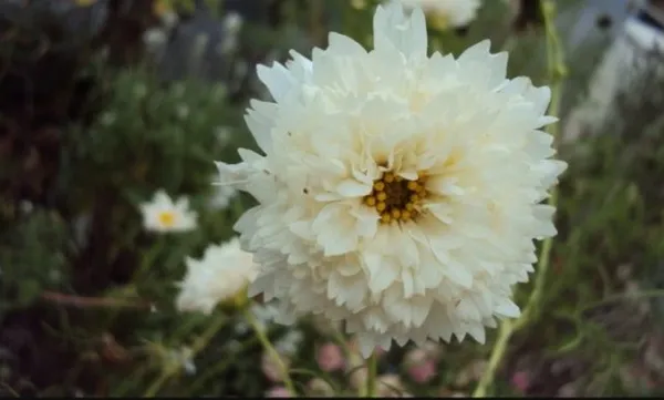 Космея махровая: выращивание из семян, когда сажать, фото цветов