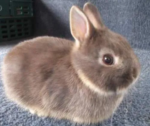 нидерландский кролик карликовый