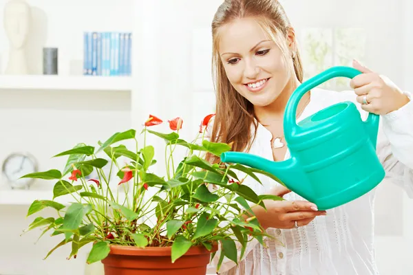 Поливать цветы нужно умеренно, не допуская застаивания воды и поддоне и высокой влажности воздуха