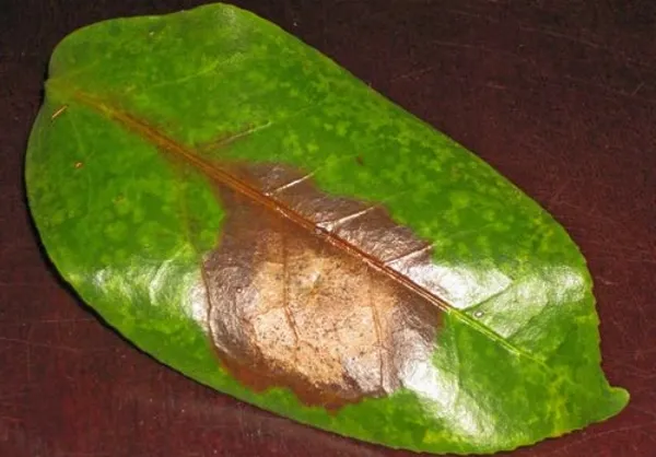 Ржавчина распространяется по листьям и стеблям растений очень быстро 