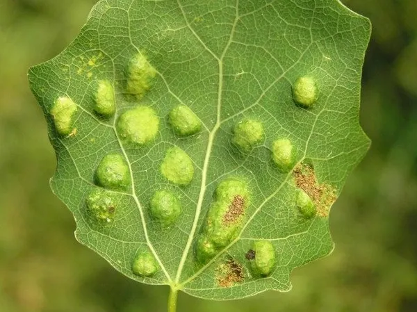 Признаки поражения листьев галловыми клещами