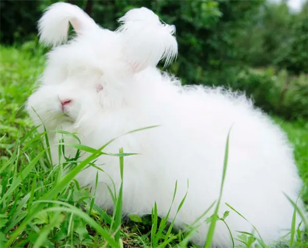Сколько живут ангорские кролики 2