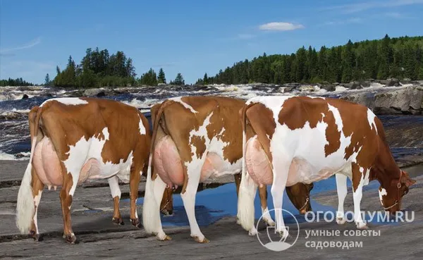 Коровы айрширской породы (на фото) обеспечивают высокую молочную продуктивность и считаются одними из самых приспособленных к холодному климату