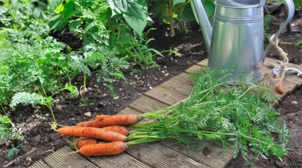 Как часто поливать морковь 2