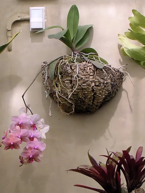 Настенный вариант размещения орхидей
