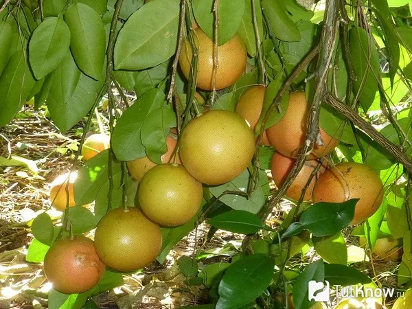 Плоды грейпфрута на ветке