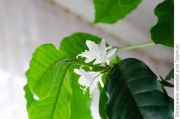 Белоснежные цветки кофейного дерева