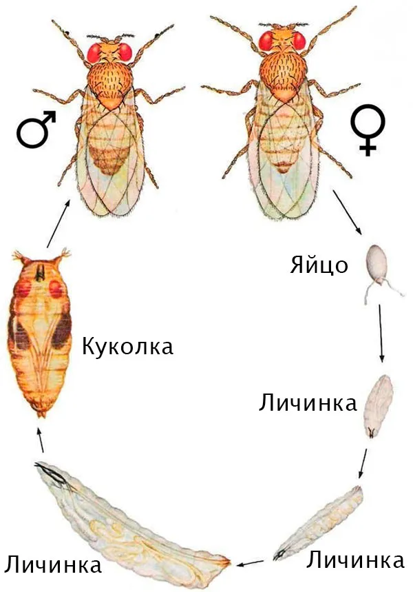 Жизненный цикл и развитие мухи дрозофилы, размножение и стадии развития