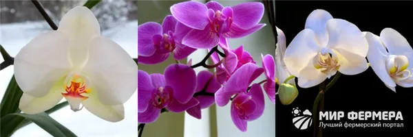Как цветет орхидея
