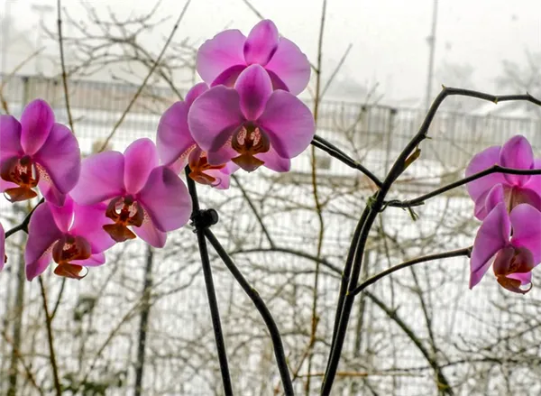 Освещение для орхидеи зимой