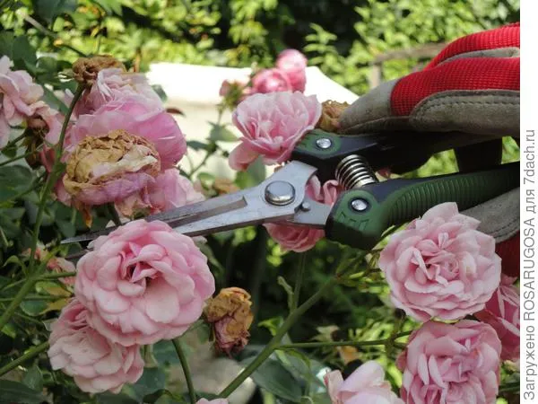 Выборочная обрезка увядших цветов с помощью садовых ножниц. Фото автора