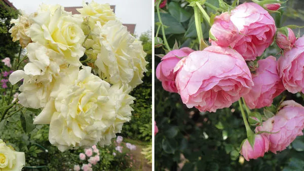 Слева: плетистый клаймбер Elfe (Tantau) с мощными побегами. Справа: флорибунда Pomponella (Kordes). Соцветия таких роз после цветения обрезают низко. Фото автора