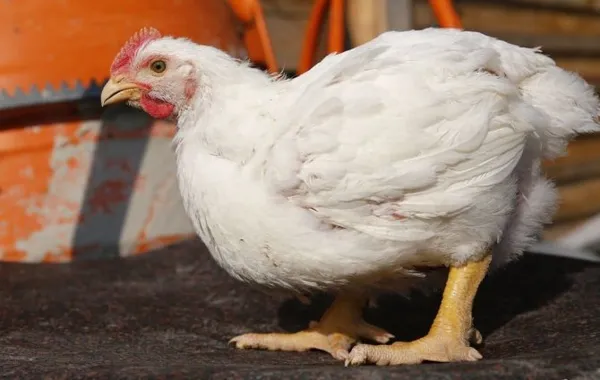 Бройлерный цыпленок