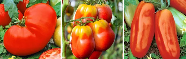 Как сажать рассаду помидор 5
