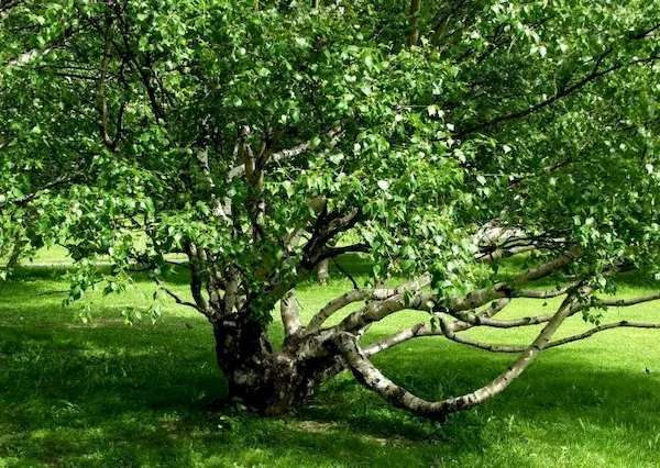 Береза карельская (Betula pendula)
