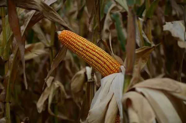 Как сажать кукурузу в открытый грунт семенами 6