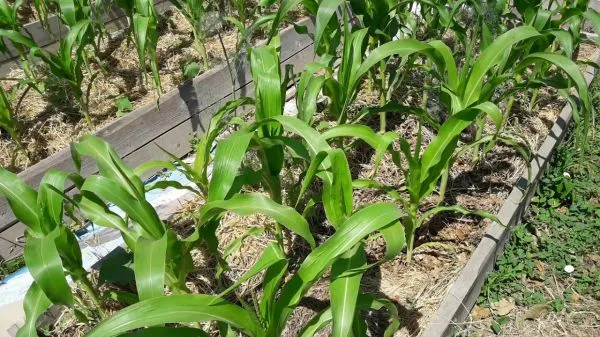 Как сажать кукурузу в открытый грунт семенами 2