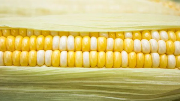 Как сажать кукурузу в открытый грунт семенами 5