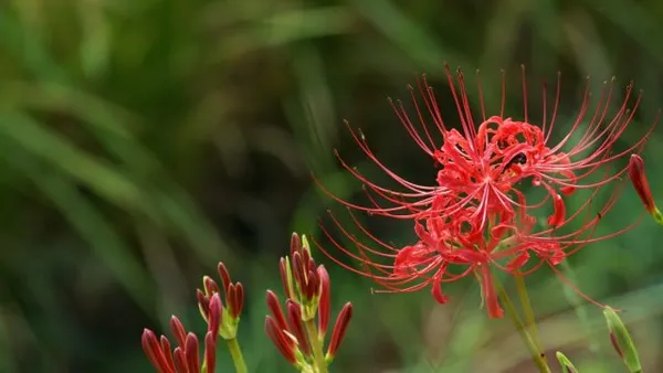 Ликорис красный (Lycoris radiata)