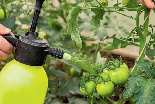 Польза опрыскивания: подкормка сывороткой помидоров и огурцов