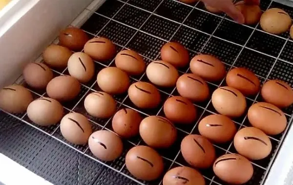 Инкубатор с яйцами