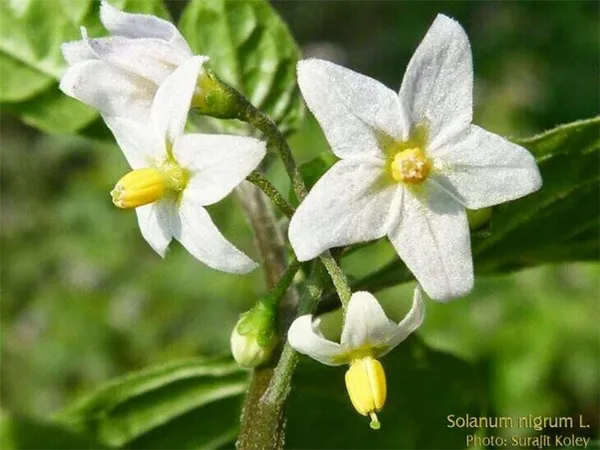 Solanum tuberosum что это за растение 8