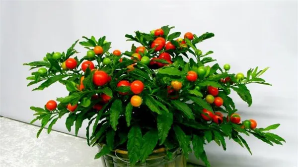 Solanum tuberosum что это за растение 10