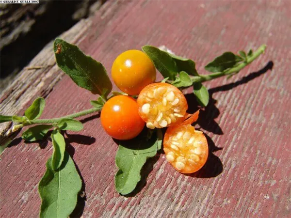 Solanum tuberosum что это за растение 9