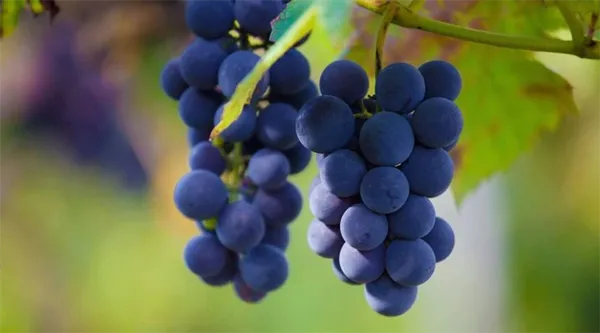 Что такое виноград фрукт или ягода 2