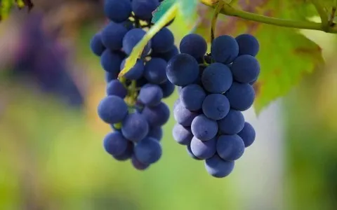 Что такое виноград фрукт или ягода 6