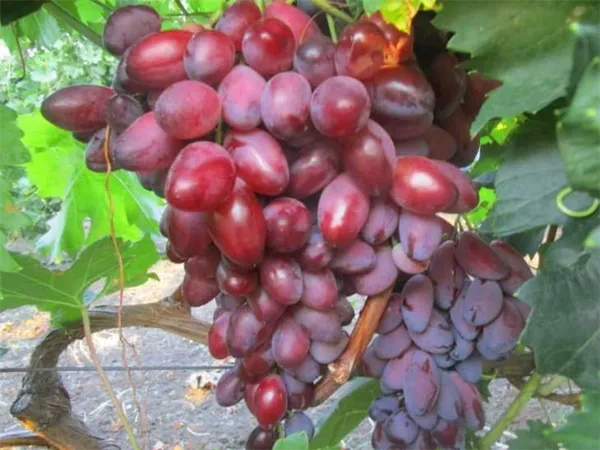 Виноград это ягода или фрукт - как правильно называть и как выращивать виноград (110 фото)