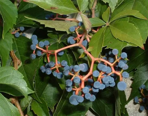 Виноград это ягода или фрукт - как правильно называть и как выращивать виноград (110 фото)