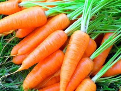Как хранить морковь в квартире 2