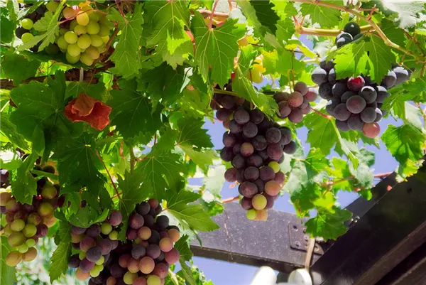Чем подкормить виноград весной для хорошего урожая 2
