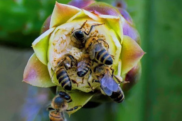 Среднерусская пчела 