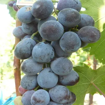 Какого цвета бывает виноград 11