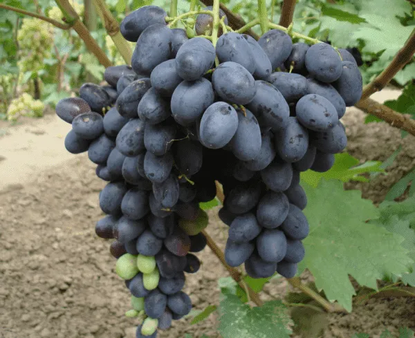 Какого цвета бывает виноград 8