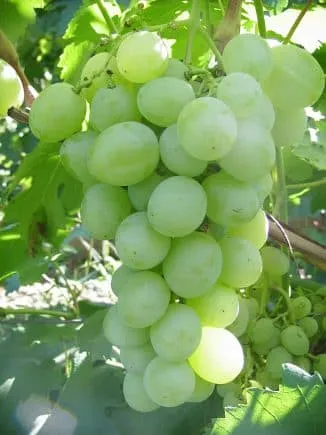 Какого цвета бывает виноград 7