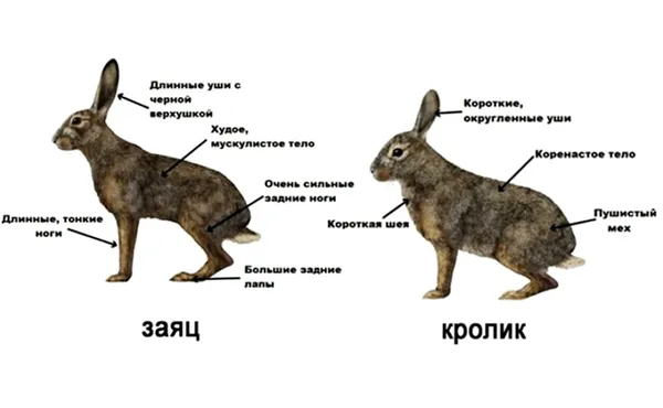 Внешние отличия между зайцем и кроликом