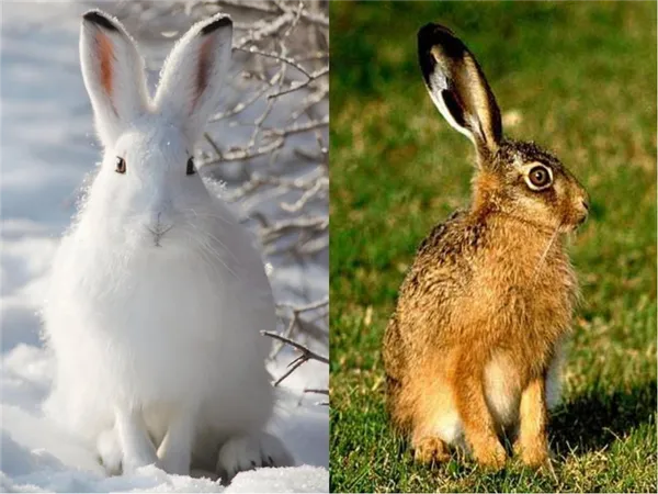 Чем отличается заяц от кролика 3